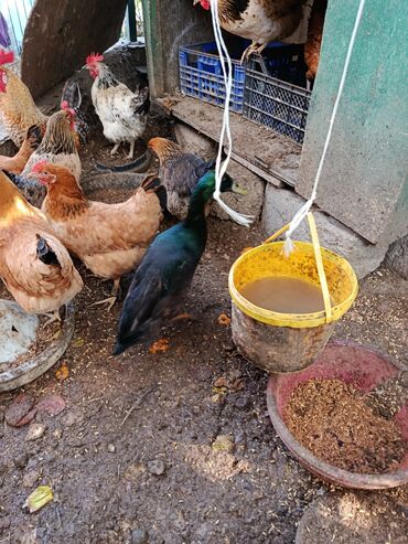 Ördəklər: Dişi, | Lal ördək, Ətlik, Ünvandan götürmə — 1