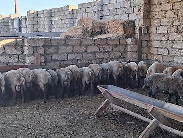 keci satşı: Quzu.Erkək super kök quzular.Diri çəkisi 9 AZN.Beyləqan cinsidir. 3-4 — 8
