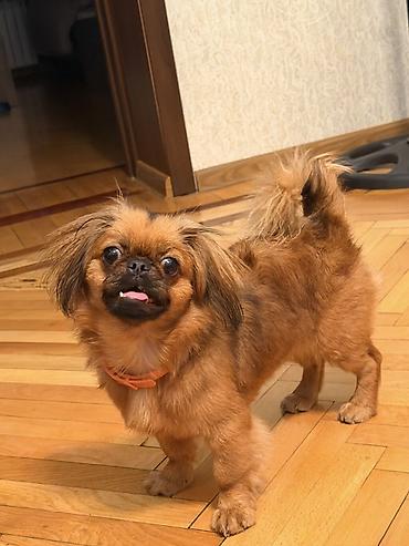 kreditle it satisi: Pekines, 7 ay, Dişi — 2