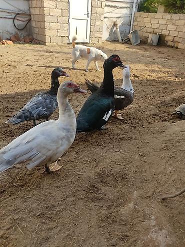 ordey: Dord lumuzin erkey lal ordekler. agir cekili ordeylerdi. hamsi birge — 3