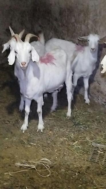 Продаю | Коза (самка) | Для молока | Племенные, Котные at lalafo.kg Продаю | Коза (самка) | Для молока | Племенные, Котные