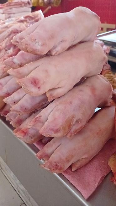 Свиньи: Продаю | Свинья (самка) | На забой — 17