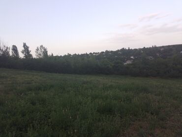 baş zəyzid torpaq: 40 sot, Kənd təsərrüfatı, Maklerlər narahat etməsin, Kupça (Çıxarış)