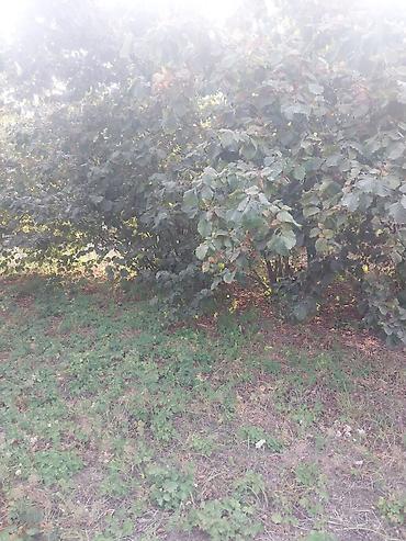 Torpaq sahələrinin satışı: 25 sot — 9