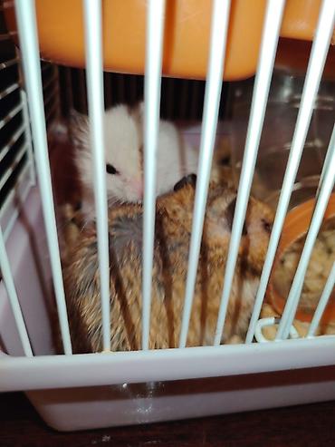 hamster near me: SATİLİR.5 balasi var qefes ustunde — 2
