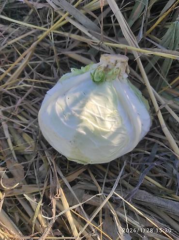 Капуста: Капуста Белокачанная — 4