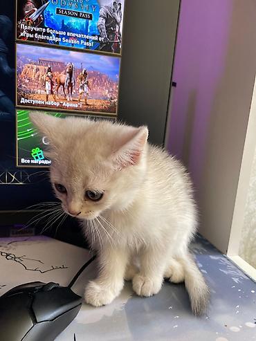 Pişiklər: Siam, Erkək, Dişi, Yaxşı əllərə, Ünvandan götürmə, Pulsuz çatdırılma, Ödənişli çatdırılma — 7