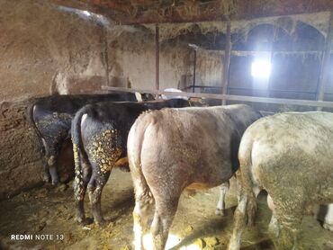 отдам даром вислоухого котенка: Продаю | Бык (самец) | На откорм
