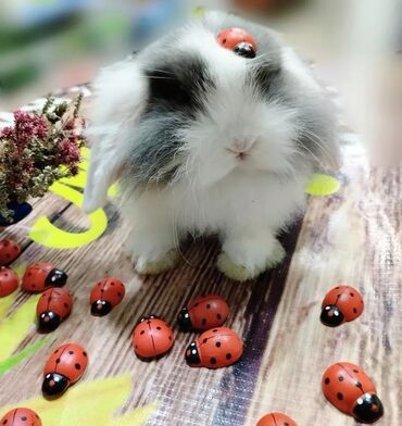 куплю декоративного кролика: Карликовый кролик мини Минилоп ангорка, самый милый добрый питомец