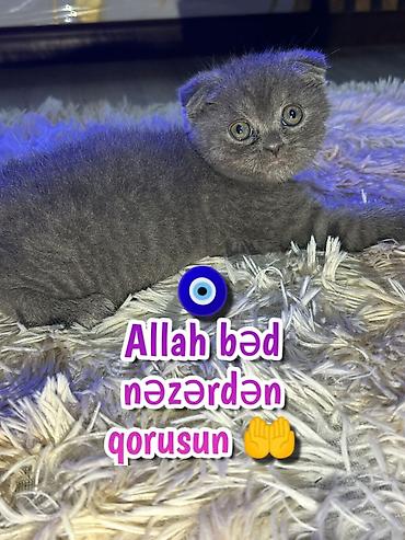 Pişiklər: Şotland — 3