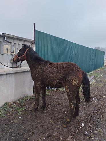 Лошади, кони: Продаю | Кобыла (самка) | Рабочий | Племенные — 3