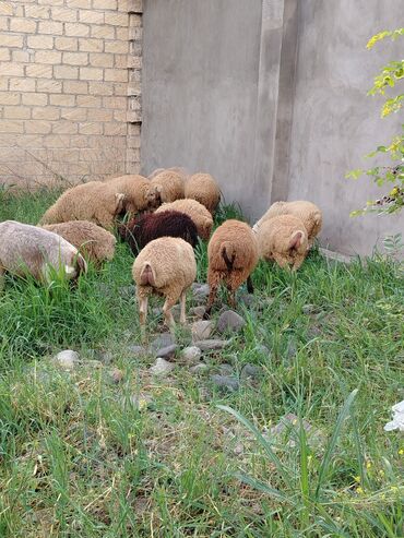 xacmazda satilan inekler: Erkək Quzular Satılır diri çəki 9 manatdan tereziylə