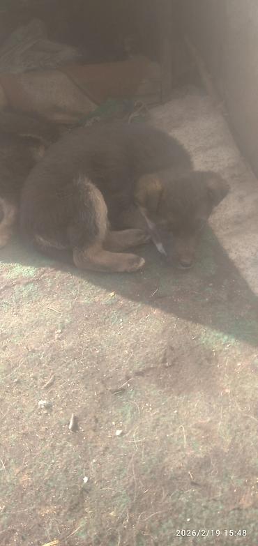 Продажа собак: Восточноевропейская овчарка, 2 месяца, Самка — 11