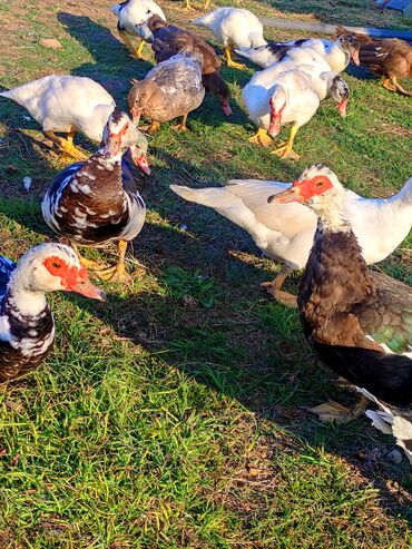 Ördəklər: Dişi, | Lal ördək, Macar, Damazlıq, Ünvandan götürmə, Ödənişli çatdırılma — 3