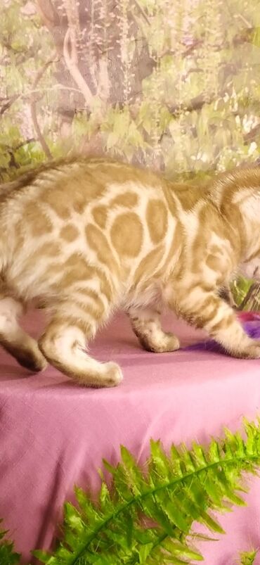 Продажа кошек: Друзья !!! питомник Бен Гла Мур с радостью предлагает новый помет. от — 22