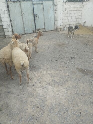 itlerin qiymeti: Qurdbasar, 2 il, Dişi, Peyvəndli, Ödənişli çatdırılma