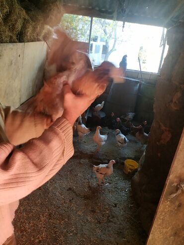 Pitiminutkalar: Heyratı toyuqları satılır gəncədədir tam sağlam heyvanlardi — 3