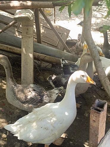 qusarda inek satilir: Salam yerli qazlar 27manat 31dene qazdi emircan — 4