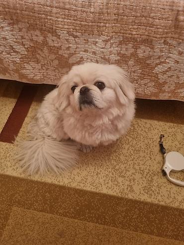 it səkli: Pekines, 2 il, Erkək, Peyvəndli, Ünvandan götürmə — 3
