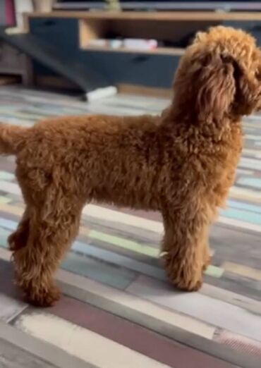 Psi: Nasa odgajivacnica se nalazi u Indjiji i bavimo se uzgojom pasa 15 — 9