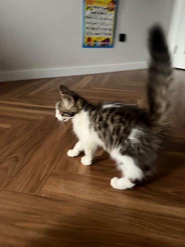 Мышыктар сатылат: Пушистый 4-месячный котенок 🐈‍⬛ Возраст: 4 месяца Пол: мальчик — 4