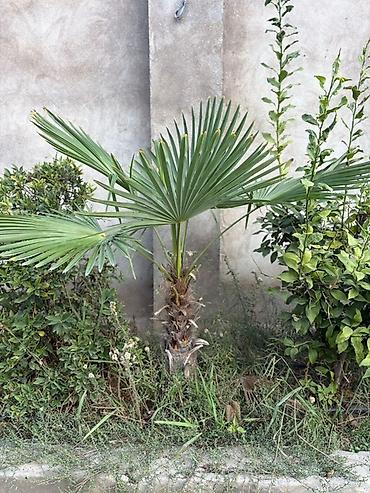 palmalar: Məhsul: 8 ədəd müxdəlif ölçülərdə palma ağacı – Trachycarpus fortunei — 5