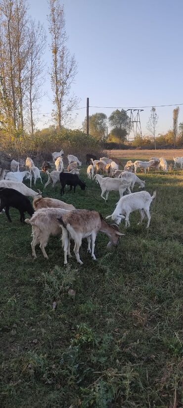 Keçi, çəpiş: 2 təkə 42 ədəd dişi kecilər var Təkəsini alib hamisi bogazdi kom — 2