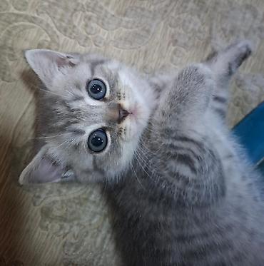 Tabbi, Yaxşı əllərə, Pulsuz çatdırılma