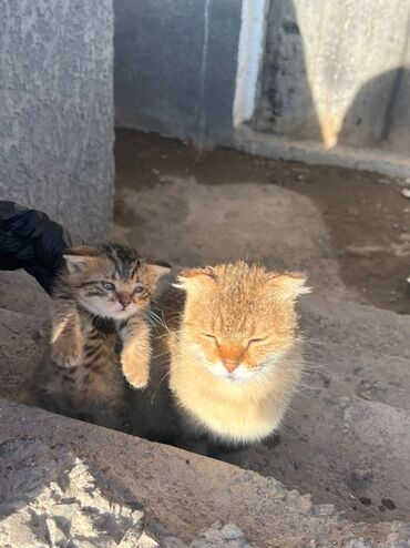 бурманская американская кошка: Бесплатно в добрые руки. мама кошка осталась без своего котёнка. его