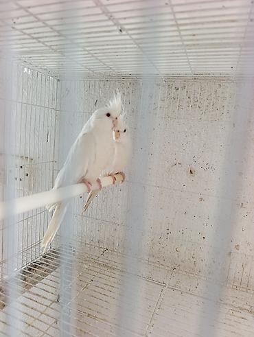 touz quşu: Növ: Ay rengi Karella quşu dişi. Say: 1 eded Xüsusiyyətlər: - Uzun — 3