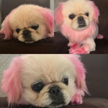 xaski it sekilleri: Pekines, 1 il, Dişi, Peyvəndli, Ödənişli çatdırılma, Pulsuz çatdırılma