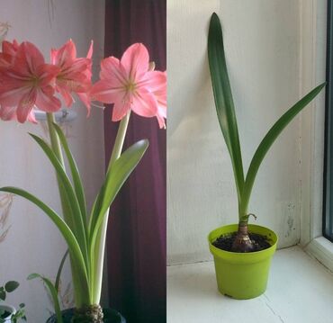 плодоносящие комнатные растения купить: Гиппеастум будет цвести как на фото. После отдыха набирает листву 2шт