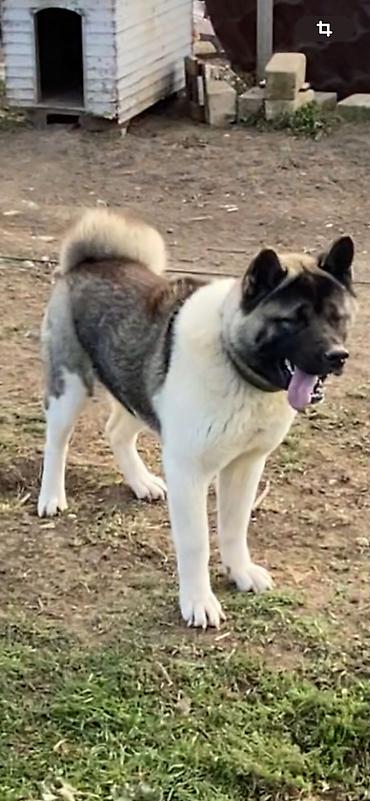 it satislari: Akita-inu, Erkək, Sənədli — 6