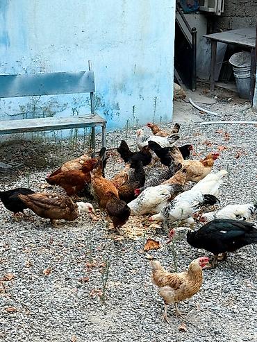 hunduska yumurtasi: Toyuq, Yumurtalıq — 1