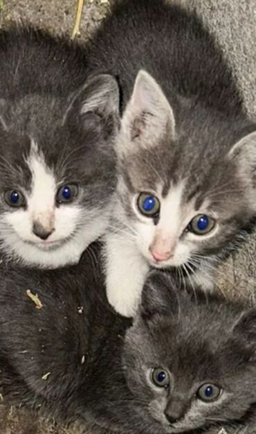 лекарство для животных: Домашние котята, ручные 
Отдам в добрые руки ❤️