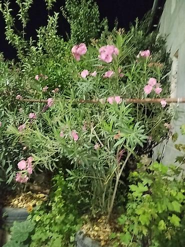 олеандр: Олеандр розовый (Nerium oleander) — декоративный кустарник с обильным — 2