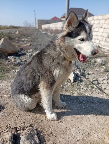 xaski it sekilleri: Xaski, 6 ay, Dişi, Ünvandan götürmə