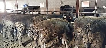 Коровы, быки: Продаю | Бык (самец) | На откорм | Искусственник — 7