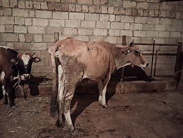 simental inekler satilir: 2 dene Heyvandi qirmizi ala Bogazdi 3 cu qarin 2 aylig Sari inekde — 7