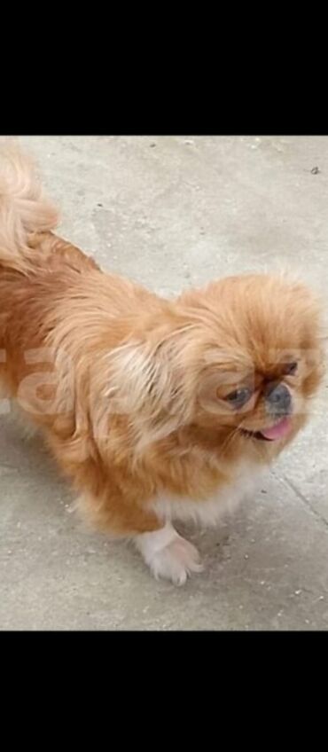 ingilis setteri it cinsi digər adı: Pekines