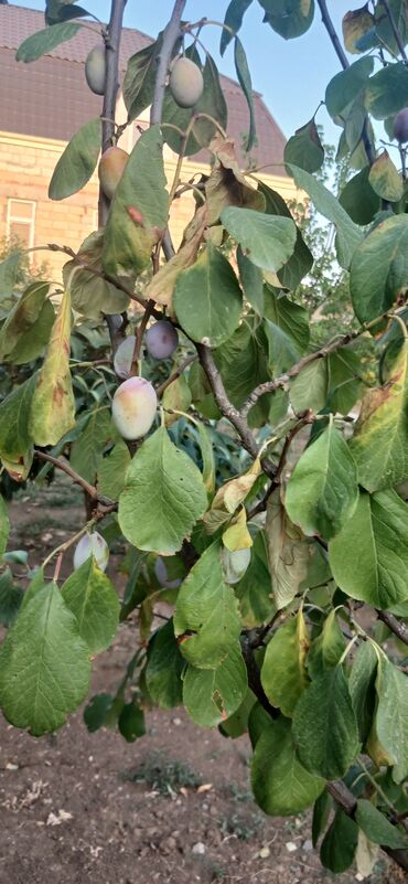 Bağ evlərinin satışı: Gəncə, 610 kv. m, 6 otaqlı, Hovuzsuz, Kanalizasiya -da lalafo.az — 5 Bağ evlərinin satışı: Gəncə, 610 kv. m, 6 otaqlı, Hovuzsuz, Kanalizasiya — 5