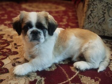 şpits itleri qiymeti: Pekines, 1 il, Erkek, Peyvəndli, Ünvandan götürmə