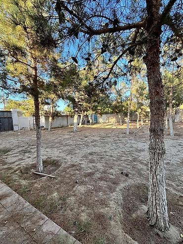 Torpaq sahələrinin satışı: 24 sot, Mülkiyyətçi, Kupça (Çıxarış) — 1