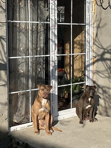albay itleri: Pitbul, 2 ay — 3