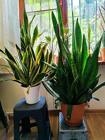 sanseveriya: Məhsul: Sanseveriya (Snake Plant) – iki müxtəlif sort Təsvir: - Quraq — 1