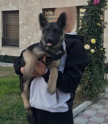 купить щенка немецкой овчарки из питомника: Немецкая овчарка, 3 месяца, Самец, С прививкой