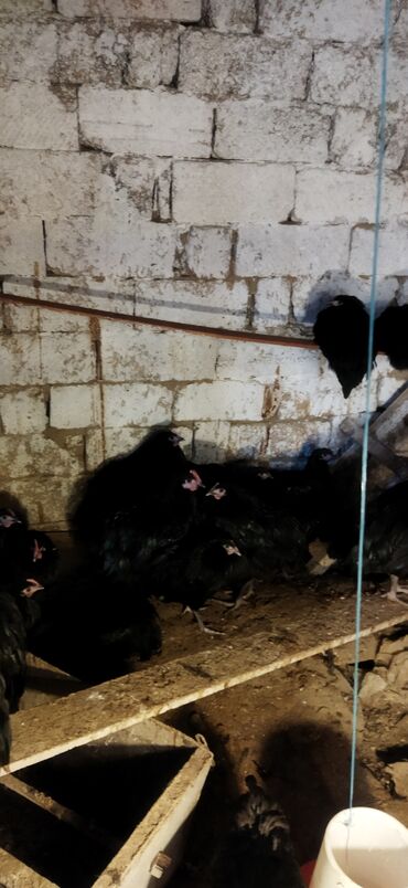 Toyuqlar: Toyuq, Damazlıq — 8