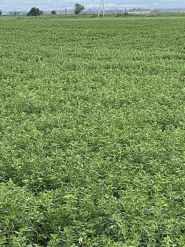 Корма для с/х животных: Люцерновое сено в тюках в Сокулуке. Тюки плотные 2-3-й кос,метровые — 7