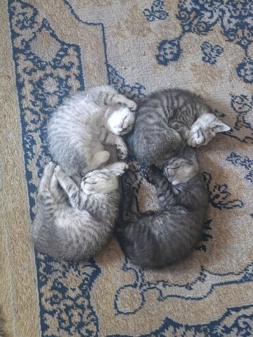 котята сибирской кошки купить: Кошка даром: Беспородная, 4 месяца, Девочка, Приучена к лотку