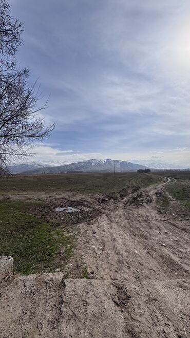 Продажа участков: 385 соток, Для сельского хозяйства, Договор дарения — 8